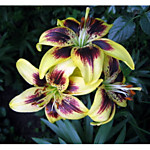 Лилия Изи Данс (1 шт) 