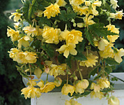 Бегония ампельная Йеллоу (1 клубень)