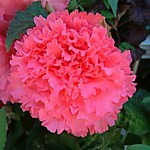 Бегония бахромчатая Пинк (1 клубень)