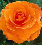 Бегония махровая Ориндж (1 клубень)