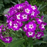 Флокс метельчатый Успех (ОКС)