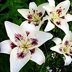 Лилия азиатская Центрфолд 1 шт.