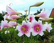 Лилия ЛО-гибрид Принц Промис (1 шт.)