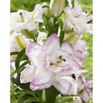 Лилия восточная махровая Бьютитренд 1 шт