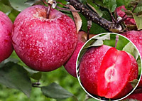 Яблоня красномякотная Редлав Эра/подвой 54-118 полукарл (Р18-20)