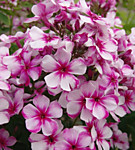 Флокс метельчатый Неон Флер (ОКС)