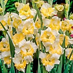 Гладиолус крупноцв. Багги 1 луковица