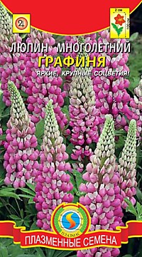 Люпин многолетний Графиня
