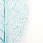 Листья скелетированные, 20 см, цвет синий, набор 100 шт. 