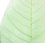 Листья скелетированные, 30 см, цвет зеленый, набор 100 шт.
