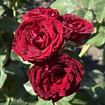 Роза флорибунда Red Sensation (Красная сенсация) В конт. 2 л