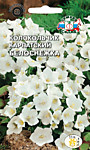 Колокольчик карпатский Белоснежка многолет.0,1 гр. (С)
