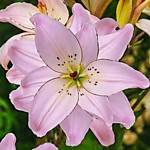 Лилия азиатская махровая Спринг Пинк 1 шт.