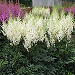 Астильба Арендса Диамант (ОКС)