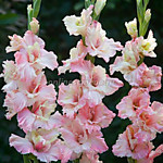 Гладиолус Майндсет 1 шт.