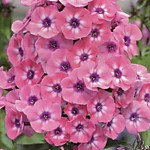 Флокс метельчатый Лариса (корень)