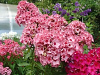 Флокс метельчатый Уральские Сказы (ОКС)