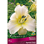 Лилейник Арктик сноу (ОКС)