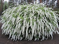 Спирея пепельная Грефшейм (Р9)
