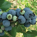 Голубика высокорослая Блюджей (Р9-14)