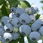 Голубика высокорослая Чентеклир (Р9-14)