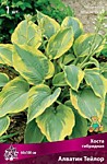 Хоста Алватин Тейлор (ОКС)