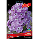 Флокс метельчатый Мирослав (ОКС)
