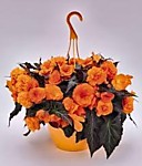 Бегония клубневая Нонстоп мокка F1 брайт оранж. 5 шт. (А)