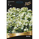 Флокс метельчатый Джейд (ОКС)