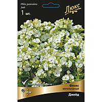 Флокс метельчатый Джейд (ОКС)