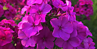 Флокс метельчатый Виктория (ОКС)