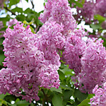 Сирень гиацинтовая Бюффон (Р9-14)