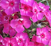 Флокс метельчатый Хозяйка Медной горы (ОКС)