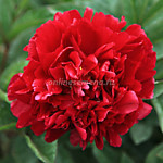 Пион молочноцветковый Адольф Руссо (1 корень)