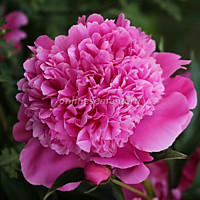 Пион молочноцветковый Барбара (1 корень)