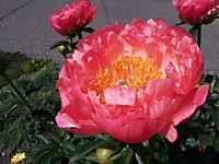 Пион молочноцветковый Корал Сансет (корень)