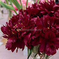 Пион молочноцветковый Маэстро (1 корень)