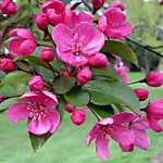 Яблоня декоративная Профьюжн (Р16-20)