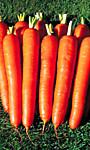 Морковь Сахарный гигант®(УД)