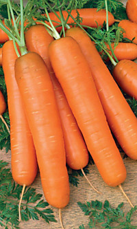 Морковь Самсон (УД) на ленте