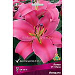 Лилия ОТ-гибрид Импрато 1 шт.