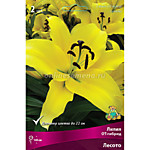 Лилия ОТ-гибрид Лесото 1 шт. 