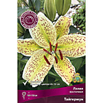 Лилия восточная Тайгермун 1 шт. 
