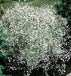 Гипсофила метельчатая Бристол Фэйри (ОКС)