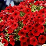 Петуния Скарлет красная 300 шт. (ДС)