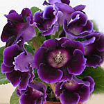 Глоксиния Принц Альберт (1 клубень)