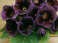 Глоксиния Виолацея (1 клубень)