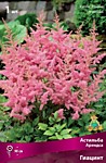Астильба Арендса Гиацинт (ОКС)