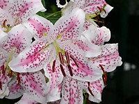 Лилия восточная Мадлен 1 шт