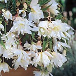 Бегония ампельная Вайт (1 клубень)